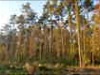 Orée de la forêt