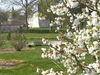 Premières fleurs au printemps
